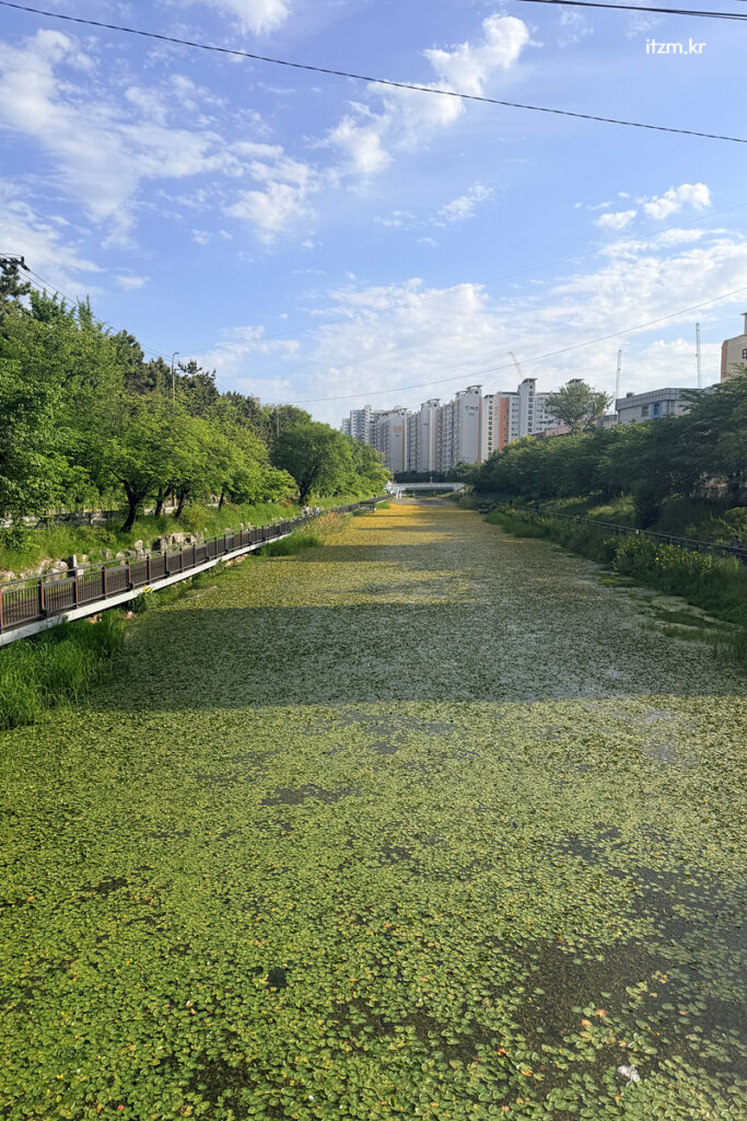 서부간선수로 삼산동 노랑어리연꽃 만발